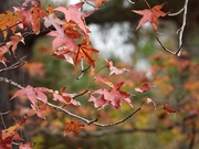 27th Nov 2023 - Sweetgum tree leaves...