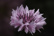 18th Nov 2023 - Cornflower