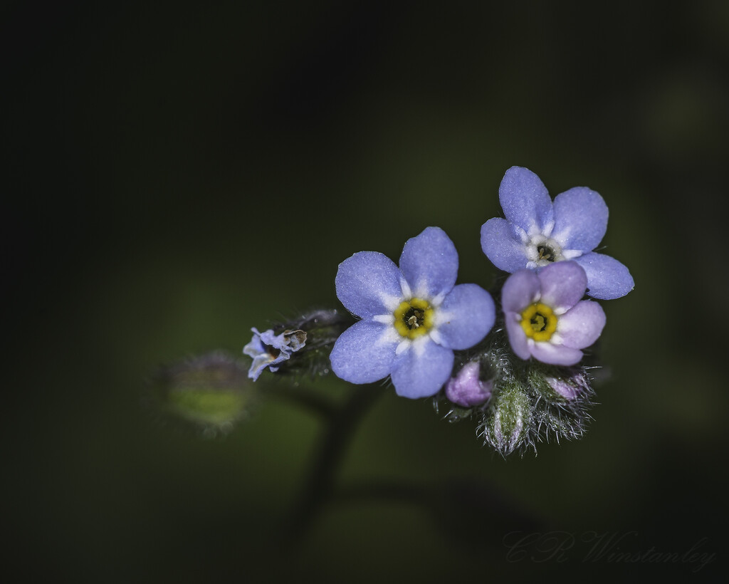 Petite Fleur by kipper1951