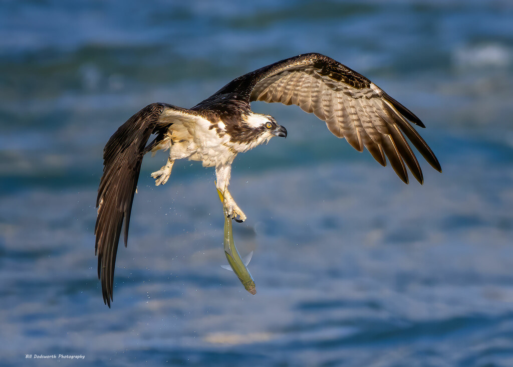 Hanging on by photographycrazy