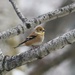 Female Goldfinch by ljmanning