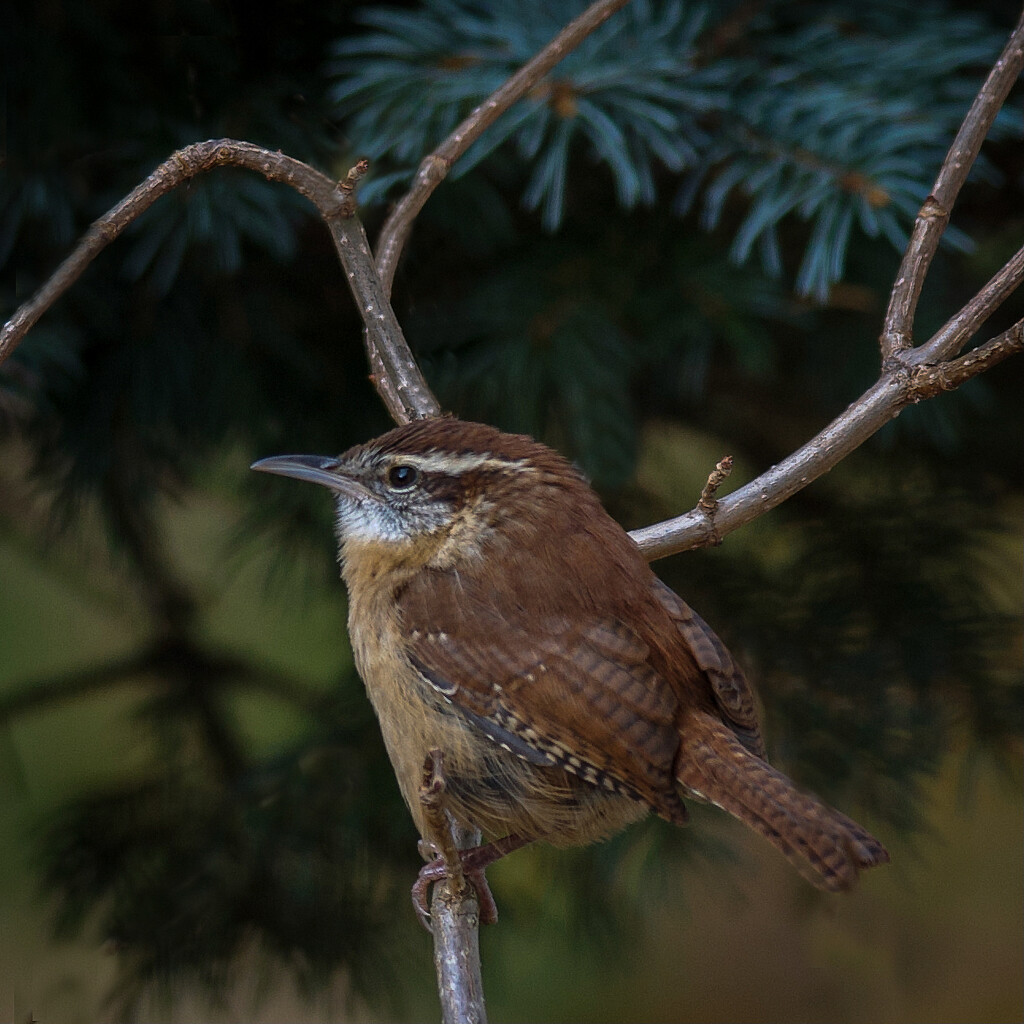 The Wren from Carolina  by berelaxed