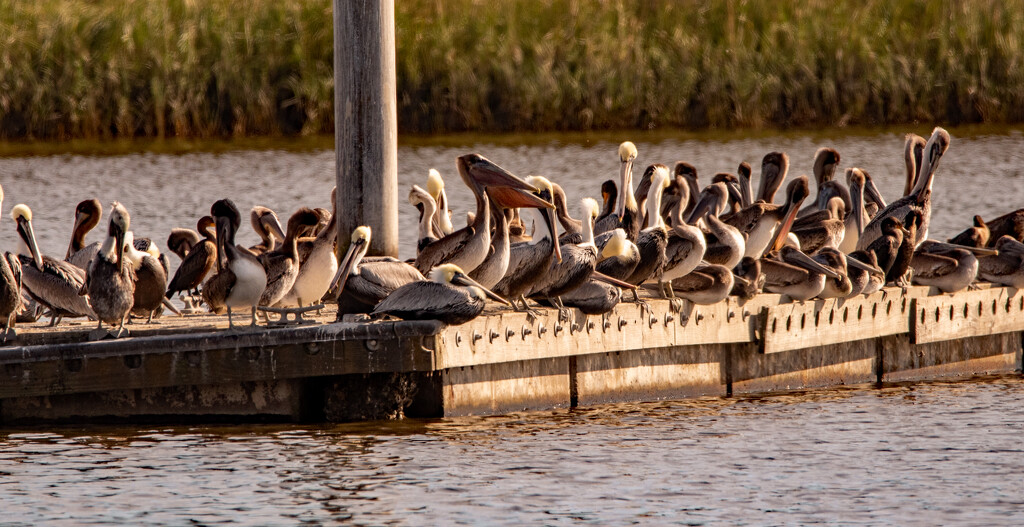 Pelicans Taking a Break! by rickster549