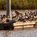 Pelicans Taking a Break!