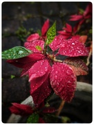 28th Nov 2023 - Raindrops on Poinsettia
