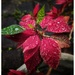 Raindrops on Poinsettia by elf