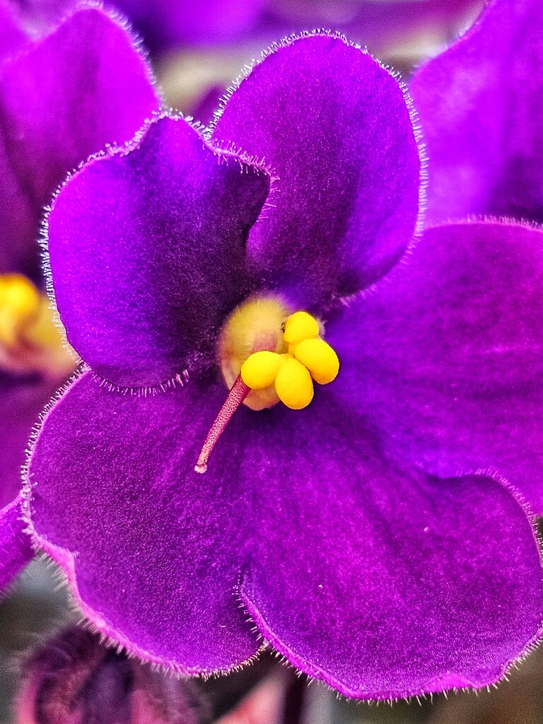 Violet violet by edorreandresen