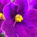 Violet violet by edorreandresen