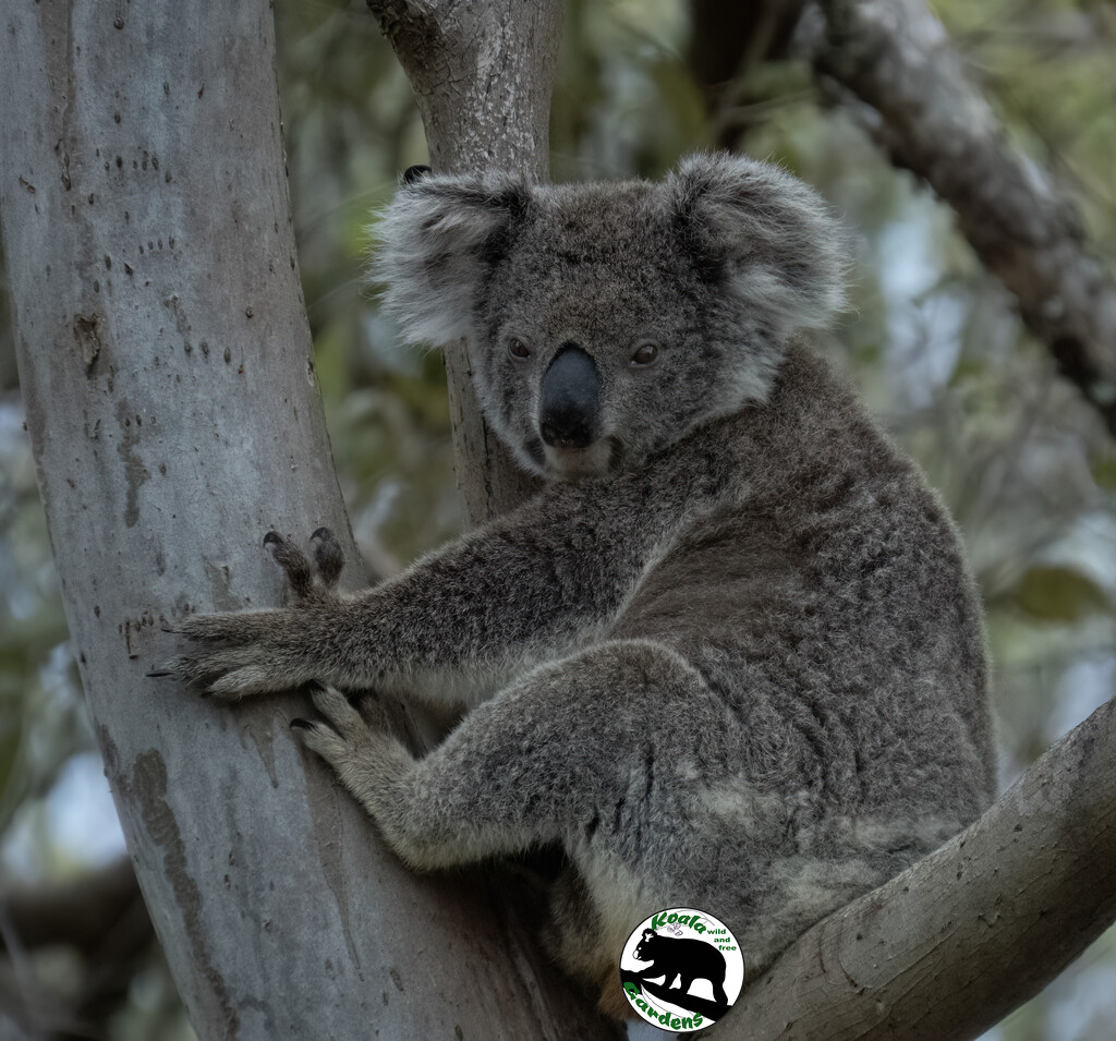Meet Bonnie by koalagardens