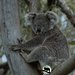 Meet Bonnie by koalagardens