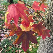 28th Nov 2023 - autumn leaves