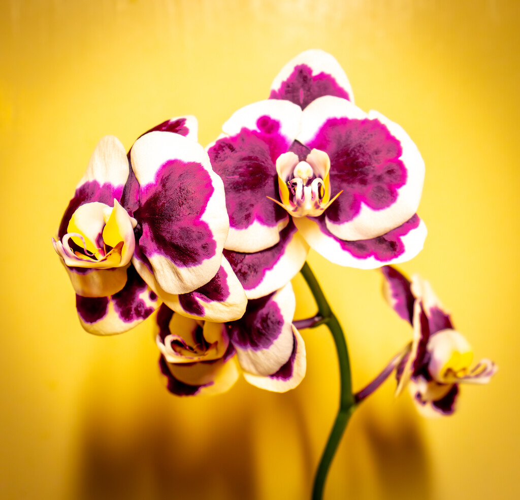Orchid by swillinbillyflynn