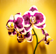 28th Nov 2023 - Orchid