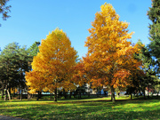 28th Nov 2023 - Fall Trees 