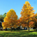 Fall Trees  by seattlite