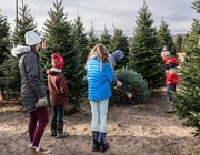 25th Nov 2023 -  Selecting the perfect Christmas tree 