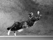28th Nov 2023 - Leaping Cat?