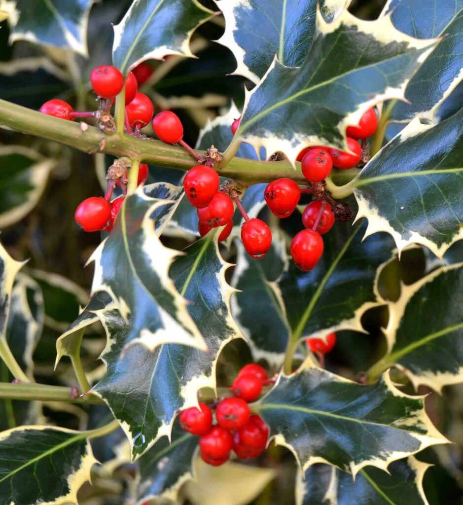 Holly Berries on our Varigated Holly Tree by arkensiel