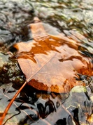 28th Nov 2023 - IMG_7741 Leaf under water