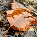 IMG_7741 Leaf under water by rontu