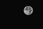 28th Nov 2023 - Beaver Moon