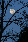 28th Nov 2023 - Beaver Moonset