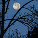 Beaver Moonset by kvphoto
