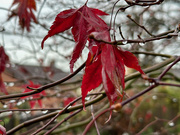 27th Nov 2023 - Dripping Leaves