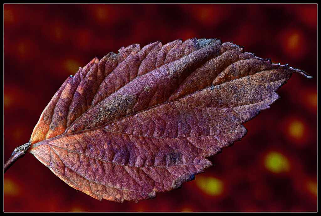 Leaf macro by whdarcyblueyondercouk