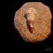 fossilized Crocodile tooth by jo63