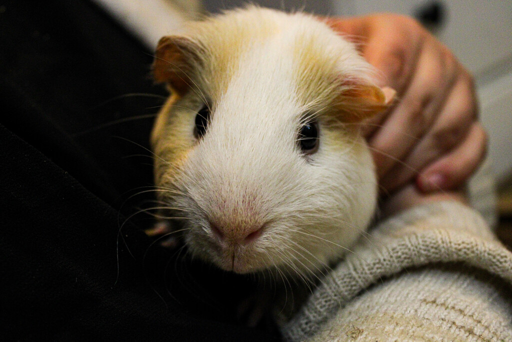 My guinea pig by paigers