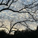 Winter makes its appearance in the bare trees by congaree