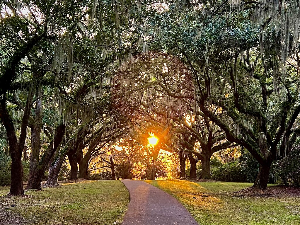 Live oak avenue afternoon light by congaree
