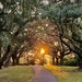 Live oak avenue afternoon light by congaree