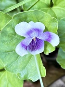 29th Nov 2023 - Wild violet lovely ground cover flowers are about same size as lawn daisies 