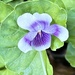 Wild violet lovely ground cover flowers are about same size as lawn daisies 