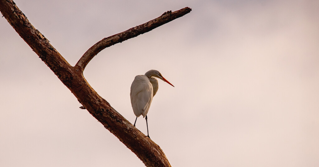 Egret on the Dead Tree! by rickster549