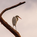 Egret on the Dead Tree!