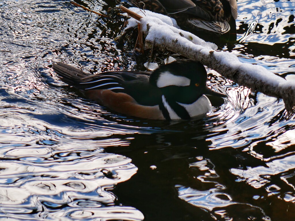 A most uncooperative Hooded Merganser by ljmanning