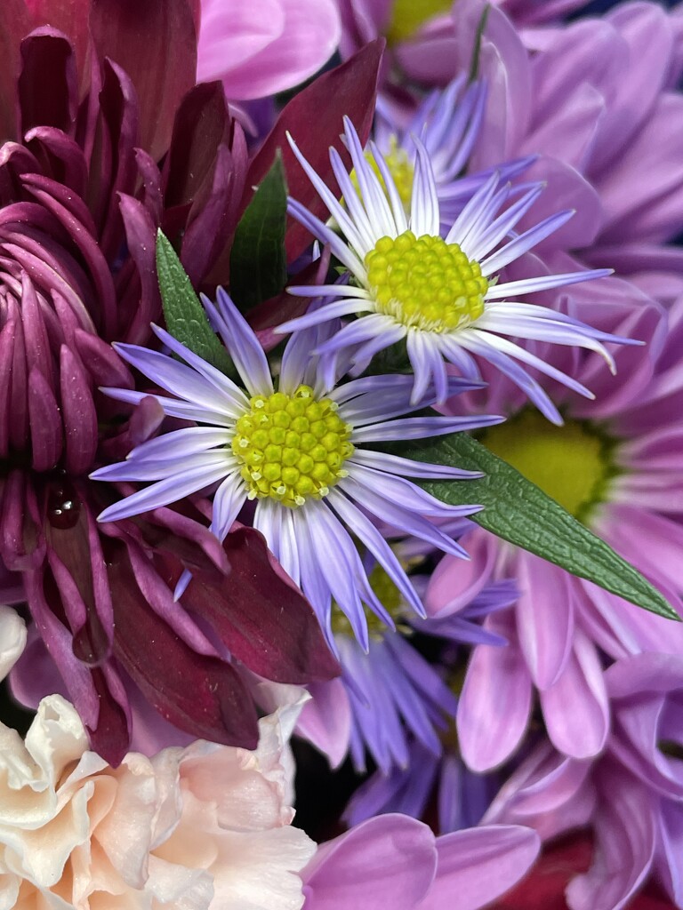 Walmart flowers kind of day by homeschoolmom