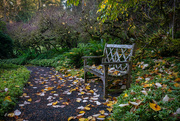 27th Nov 2023 - Garden Path Bench