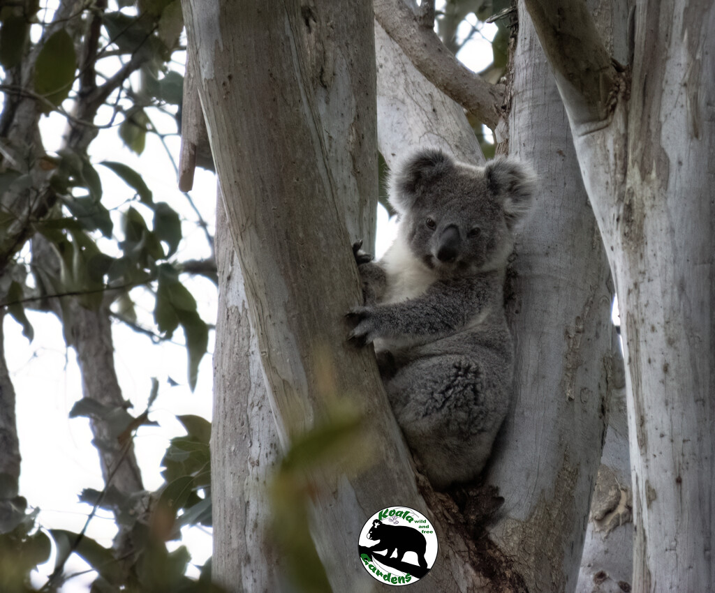 Meet Janis by koalagardens