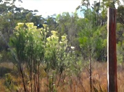 5th Nov 2023 - Some rice bushes at Stanthorpe..