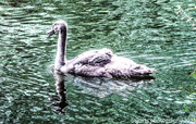 29th Nov 2023 - Cygnet 