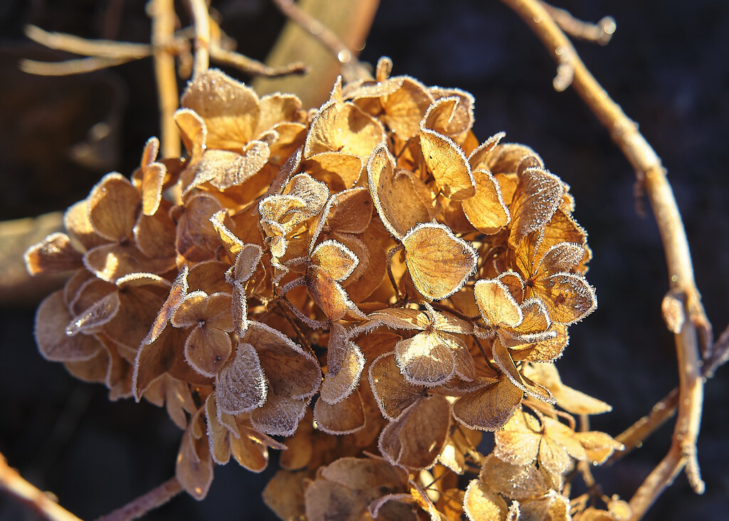 hydrangea frost by kametty