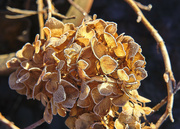 29th Nov 2023 - hydrangea frost