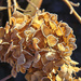 hydrangea frost