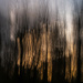 Trees Ablaze