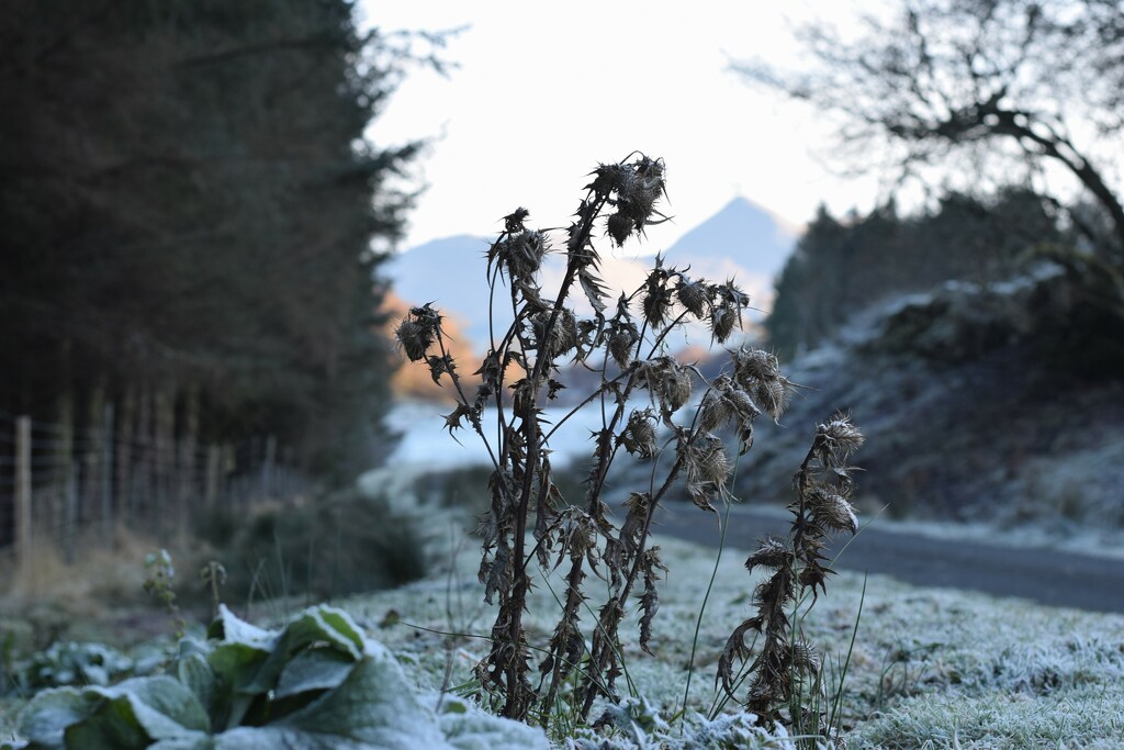 thistle be cold by christophercox