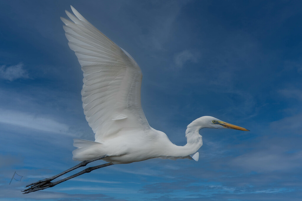 Egret at Naklua by lumpiniman